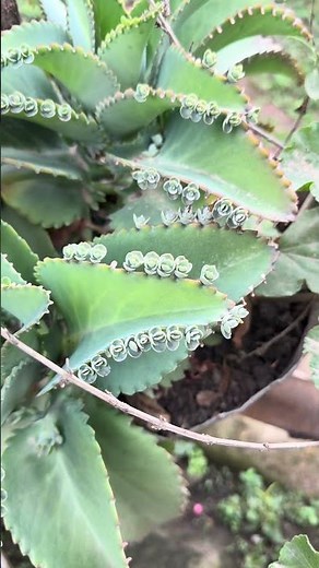 The traditional use of Kalanchoe for well-being and cellular protection 🌿✨