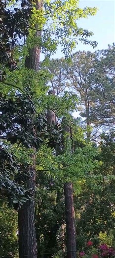 It's Going Down 🌲 #tree #removal #pinetree