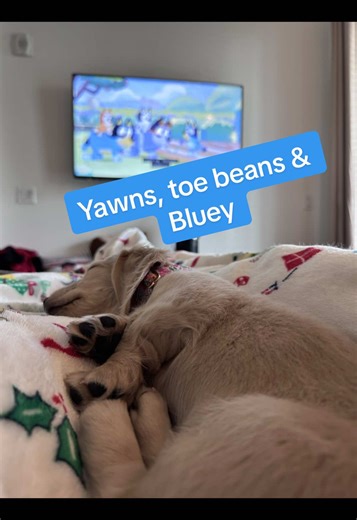 My favorite things consist of naps, biting EVERYTHING IN SIGHT and exploring (especially the places my pawrents don’t want me to go) #puppiesoftiktok #napqueen #toebeans #puppysleeping #littlepennypup