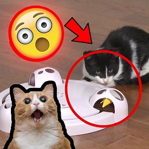 2K reactions · 897 shares | The BEST Interactive Cat Toy that is TAKING THE WORLD by STORM!  50% OFF this WEEKEND ONLY ➡️ amazinglycat.com/Mouse-Pounce-Cat-Toy *Limited Supply* | Amazingly Cat | Facebook