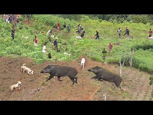 HAMA BABI PENGHUNI KEBUN UBI KELUAR DARI SARANG NYA ||WILD BOAR HUNTING||AMAZING VIDEO||