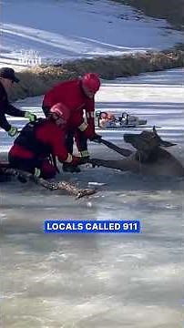 Firefighters work tirelessly to save stranded elk