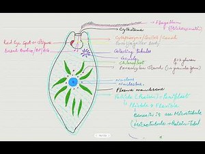 How to Draw a Diagram of Euglena (Notes, Mind Maps, Q.A. Fill in the blanks True False Match PDf)