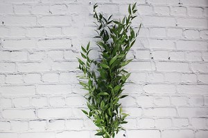 Fresh & Natural Italian Ruscus - Etsy