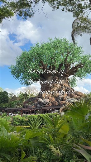 If you want the best and clearest view of the tree of life, take a walk around to the back side!! 11/10 #treeoflife #animalkingdom #disneyadult #disneytips #disneylocal