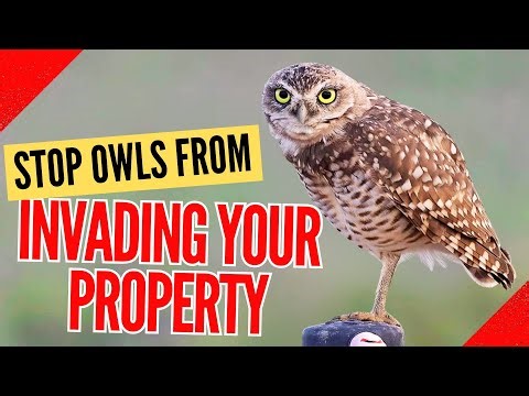 How to Get Rid of Owls Fast : Effective & Humane Methods
