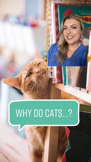 Understanding Why Cats Rub Against You: Explained Cat Behavior
