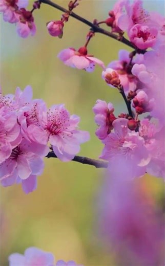 The cherry blossoms have bloomed profusely on the trees. #4kultrahd #dronefootage #cinematictravel