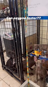 43K views · 1.1K reactions | We have so many puppies from a back yard hoarding situation that came in this week! These can all go as individual pups to foster!! They are also available to adopt ! #pittieloveisthebestlove #adoptme #foster #polkcountybullyproject #advocate #polkcountyfl #adopt #helpneeded #morepuppies | Polk County Bully Project | Facebook