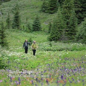 420K views · 2K reactions | Need a dose of nature? Experience the beauty of British Columbia’s Tumbler Ridge. | Super, Natural British Columbia | Facebook