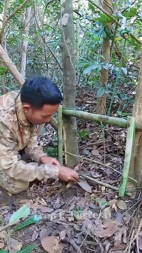 Creative trap skills in forest #trap #survival #outdoors #forest #skills #camping #tips #challenge #trap #skills #reels #hunting #alamliar #fores #nature #wildlife #photography #ontario #travel | Trap F. Forest