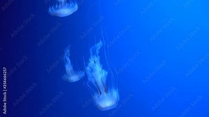 4K. a group of fluorescent jellyfish swimming in an aquarium pool. transparent jellyfish underwater shots with a glowing jellyfish moving in the water. marine life wallpaper background.