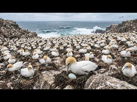 Northern Gannet Colony: 134 Days Survival Incubation & Chick | Wildlife Documentary | PWTV Official