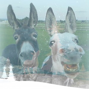 14K views · 3 comments | Join our herd | The Donkey Sanctuary | Facebook