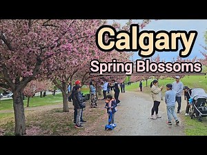 Calgary Spring Blossoms Walking Tour on May 2025 #Calgary #Alberta #Canada #yyc