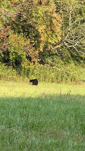 Yesterday at Cades cove, no sure what was the situation here, I think it was a male chasing a female but in the Great Smoky Mountains, black bears' mating season typically occurs in July so this two were breaking the rules🤭 #ilovethesmokies #cadescove #greatsmokymountains | I Love The Smoky Mountains