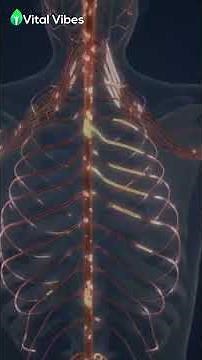 Why Controlled Breathing Works The Science Behind Instant Calm!