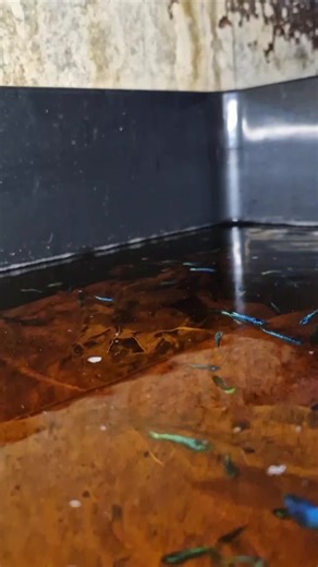 Talisay Leaves Benefits for Betta Fish