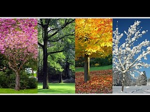 Grade 2 Life Skills Seasons