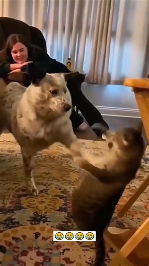 5.6K views · 204 reactions | funny animals 藍 #funnymoments #cat #shorts #animals #dog #shortsreels #petlovers | Pets & Cats | Facebook