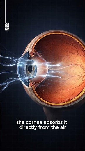Your Cornea Has No Blood Vessels