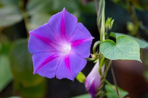 When Do Morning Glories Bloom? Discover Peak Season by Zone