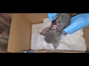 Warning Graffic bot fly larvae removal from baby kitten