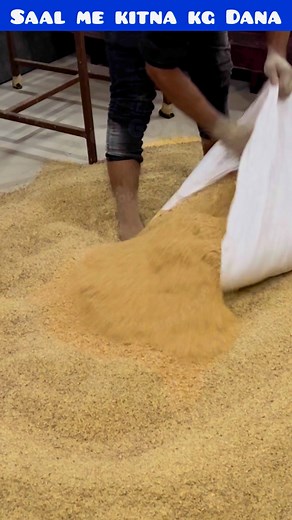 143K views · 1.8K reactions | Saal me kitna KG Dana #rooftop #goatfarming #facts #animals #farming #GOAT #gehu #earn | Farming at Rooftop | Facebook