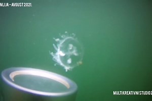 Meduze preplavile Adu, ljudi ih slikaju i snimaju: Evo da li su opasne i kako su tu zapravo dospele
