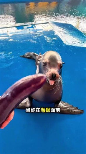 海狮为什么叫海茄子？#海狮 #动物解说 #神奇动物