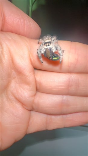 Ta female jumping spider! How adorable is she? Here’s a video of her one my hand to help show her size because they always look so much bigger when I do the zoomed in close videos. #jumpingspider | Jumping spider & Moth life
