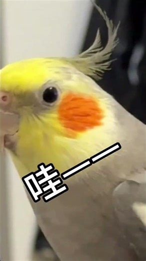 越来越主动啦 When a Parrot Talks Better Than Your Friend 😂 #birds #parrot #pets #cute #玄凤鹦鹉 #shorts #治愈系