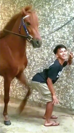 Funny Horse🐎🤣❤️#horse #horses #horselover #fyp #funnyanimals#core #equestrianism #horselife