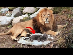 Unbelievable Friendship Cats vs Wild Animals! Moments Caught On Camera!
