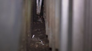 rats in garbage boxes. A hidden part of big cities