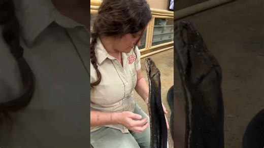 Face to Face with a GIANT PYTHON?