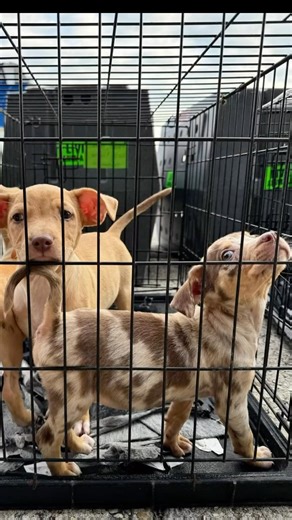 200 reactions · 21 shares | Nearly 70 pets received second chances today thanks to BISSELL Pet Foundation’s Transport Program! ✈️ | BISSELL Pet Foundation | Facebook