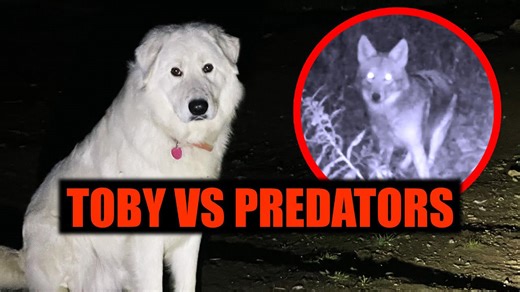 What It’s Like Patrolling the Farm With a Guard Dog