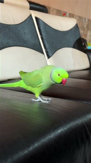 Papa ko bulao timi 🦜 #parrot #birdsounds #nonstoptalkingparrot #parrotnoises