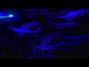 Whats at the bottom of the void in Subnautica