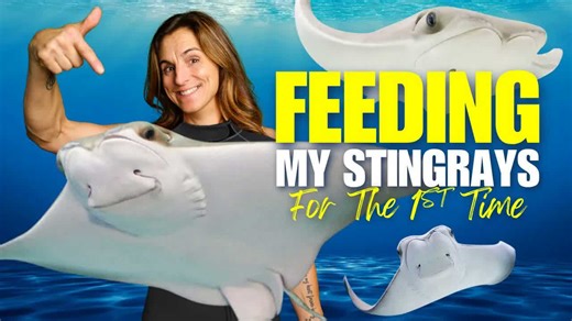First time feeding stingrays - what training makes possible