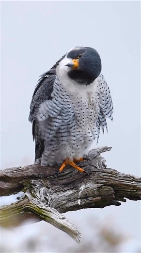 A peregrine falcon watches as a squirrel passes by | Harry Collins Photography