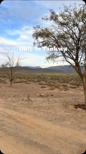 182 reactions · 18 comments | Boland Snake Removals 24/7 and Pest Control on Reels | Facebook