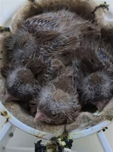 Growing Up a Bruno Canary: A Heartfelt Journey