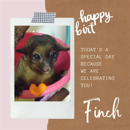 1.4K views · 117 reactions | Kinkawho? Kinkajou! Meet Finch, the...