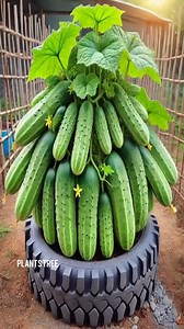 Cucumber Planting Secrets to MAXIMIZE Your Harvest! #farming #shorts #satisfying #cucumbers #gardening #bhfyp #nutrition #fruitlover #fruits #fitness #fruitgarden #shortsfeed #instagram #tree #fruittree #fruittrees #grafting #reelsvideo #shortsreels #shortsviral #garden #shortsvideo #satisfying #fruit #shots #reelsfb #fruitsalad #freshfruit #agriculture #trees | Plants Tree