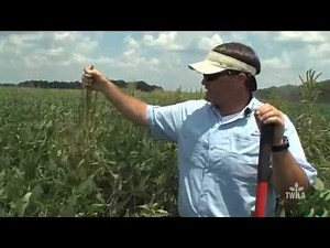 Controlling Pigweed