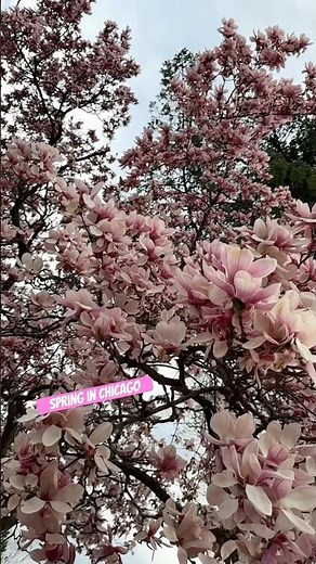 Beautiful Tree Blossoms | Spring Flowers Blooming in 4K #SpringBlossoms #FlowerBloom #NatureVideo