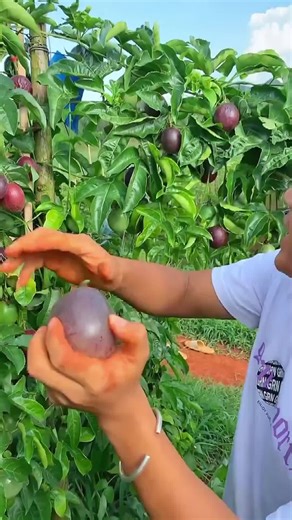 Relaxing ASMR with Satisfying Fruits