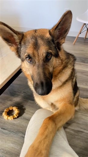 Dad says I’m a Drama Queen  #germanshepherd #dramaqueen #love | Best Boy Benson | Facebook